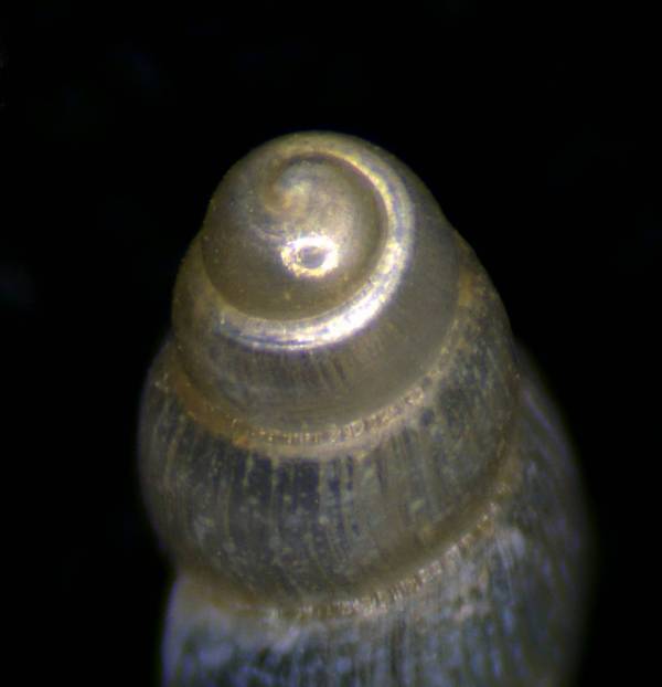 un aiuto per l''identificazione